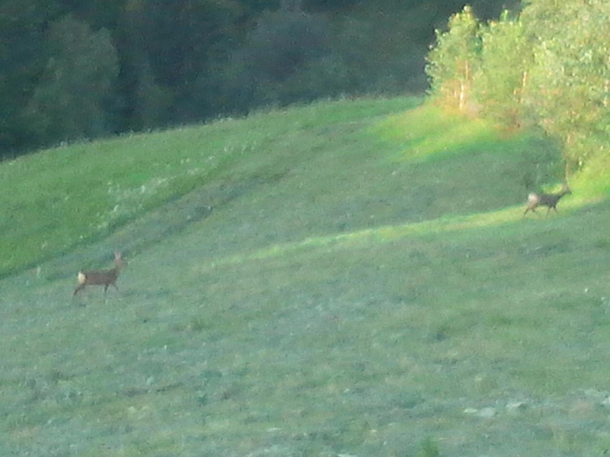 Vila Doina Branului Bran  Exteriér fotografie