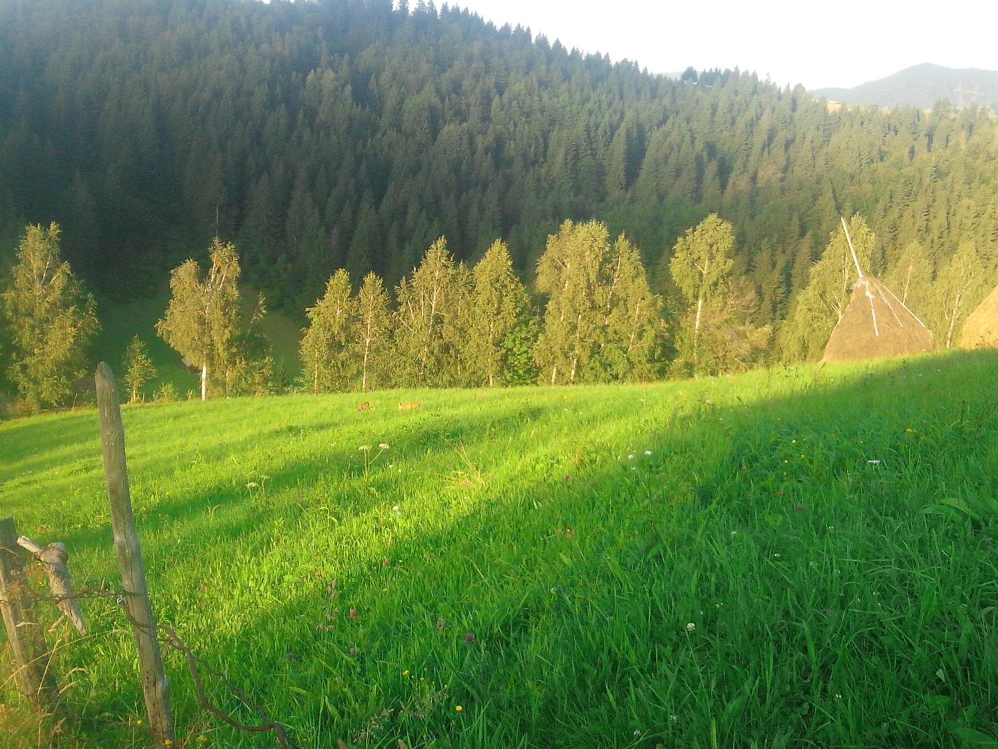 Vila Doina Branului Bran  Exteriér fotografie